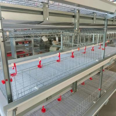 China H Type Broiler Cage With Poultry Drinking System for sale