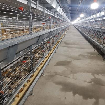 China Hot Galvanized Battery Cage Poultry Drinking System for sale