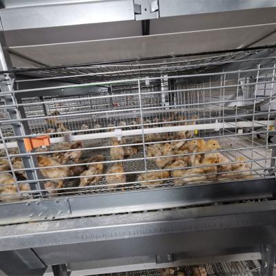 China Sistema bebendo das aves domésticas velhas de um dia da gaiola da galinha à venda
