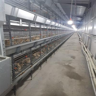China Sistema de consumición de las aves de corral de la jaula del pollo tomatero de la batería en venta
