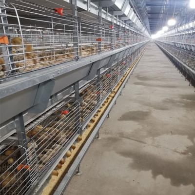 China Hot Galvanized Steel Broiler Cage System For Chicken Farm for sale