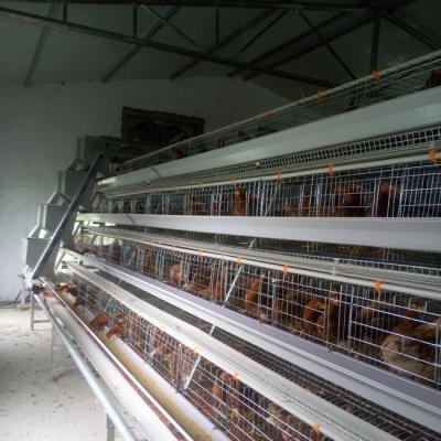 Cina A Type Battery Hens Layer Chicken Cage Automatic Poultry Farm Equipment in vendita