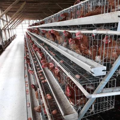 China Hot Galvanised Chicken Poultry Cage Layer Poultry Farming Equipment Te koop
