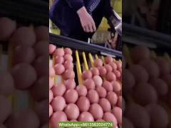 Automatic Egg Collection System  Use For H Type Layer Chicken Cage Breeding Equipment