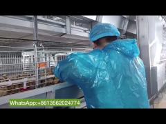 Poultry Farm  Automatic Pullet Rearing Day Old Baby Chicks Cages For Layers And Broilers