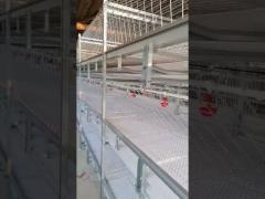 Farm H Type Broiler Chicken Cage Hot Dipped Galvanized Livestock