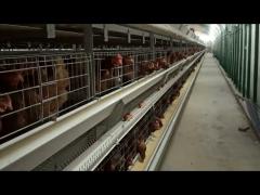 Livestock  Farm H Type Layer Chicken Cage  Hot Dipped Galvanized