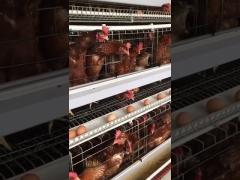 A Type Automatic Layer Chicken Cage Raising Cage Wire Mesh