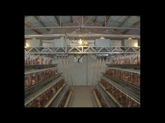 Poultry Farm Steel Structure Chicken Cage Coop Heat Preservation