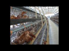 Livestock  Farming H Layer Chicken Cage Hot Dipped Galvanized