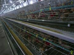 Farm Used Baby Chick Cage With Full Automatic System