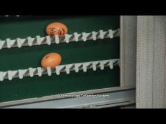 Full Automatic Egg Collecting System For Livestock Poultry