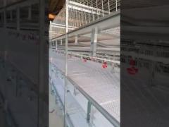 Baby Chicks Cage With Full Automatic Poultry Drinking System