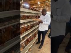 4-Tier laying hens cage egg layer chicken farm