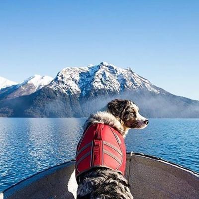 Κίνα Κυνοειδές επίπλευσης & νερού σκυλί Lifecoat ενδυμάτων σακακιών ασφάλειας κολυμπώντας προς πώληση