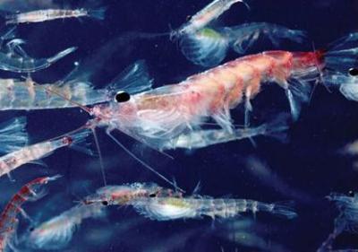 China The Antarctic krill oil for sale