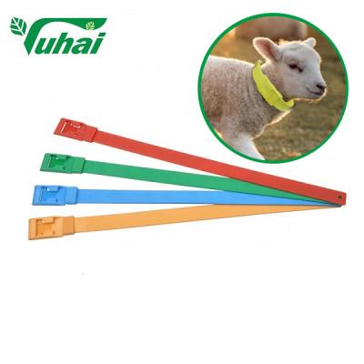 China Bandas de ganado de colores de 59x4cm Material PU Collar de cabra para la identificación en venta