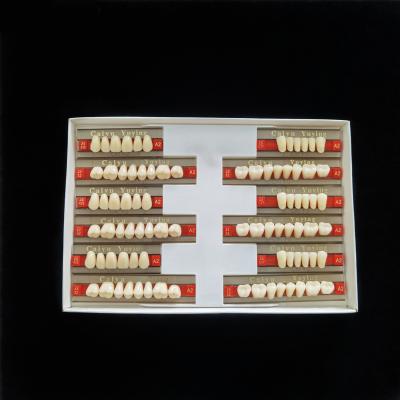 中国 High Resistance 2 Layers Acrylic Resin Teeth Synthetic Polymer Artificial Teeth Composite Denture 販売のため