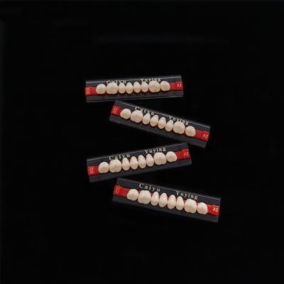 China Acrylic Resin Teeth Posteriors Upper (8x1)x12 High Wear Resistance Composite Dentadura CE ISO Manufacturer en venta