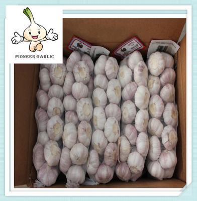 China Export Fresh Chinese Garlic Jinxiang Fresh Garlic Sell Chinese Garlic for sale