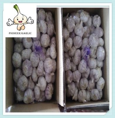 China Selling Red garlic--china fresh garlic price for wholesale white garlic price for sale