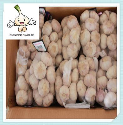 China hot sale new product fresh white garlic Today's Chinese Pure White Garlic Price for sale