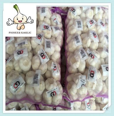 China 5cm pure white 10kg of garlic to sell for spicy vegetable importer for sale