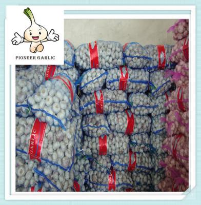 China Pure White Garlic Price 5p(200g) bulk fresh garlic garlic importer garlic wholesale for sale