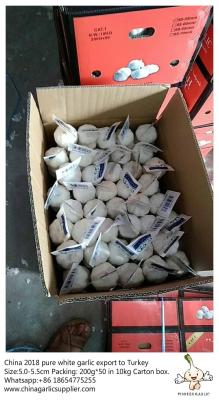 China Purewhite garlic export to Turkey by Pioneer garlic.5.0-5.5cm;200g*50 in 10kg carton box for sale