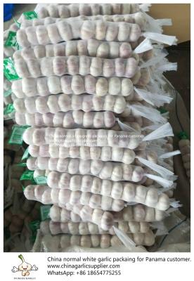 China Garlic to Panama; China fresh garlic export to Middle America; fresh garlic export; fighting against the coronavirus. for sale