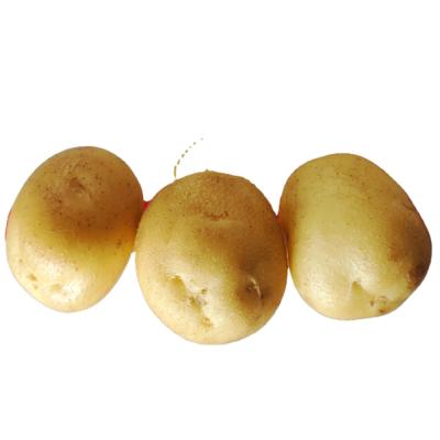 China Hot sale new crop top quality fresh potato, Holland potato size 80-150g wholesale for sale