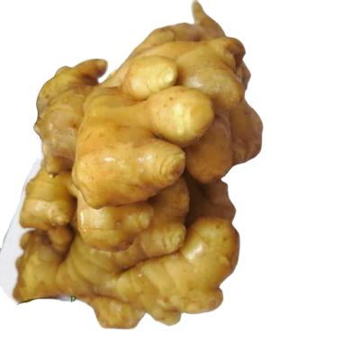 China Wholesale Good Quality Fresh Organic Ginger Supplier Fresh Yellow Ginger For Exporting Ginger Shot for sale