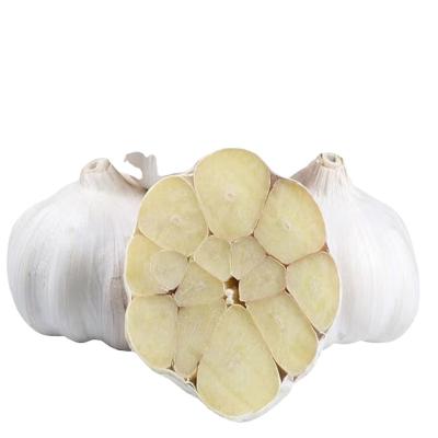 China Super Fresh Chinese Garlic Normal Size Chinese Garlic / Pure White Garlic Is Now Season à venda