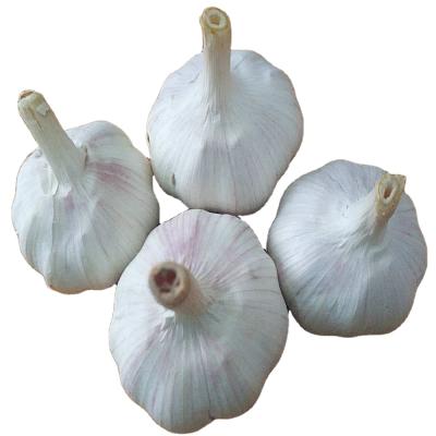 Chine Hot Selling Garlic High Quality Organic Garlic Fresh White Garlic Best Price à vendre