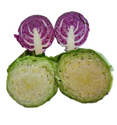 中国 High quality newest organic food fresh cabbage in hot sale market fresh cabbage, green and purple with low price 販売のため