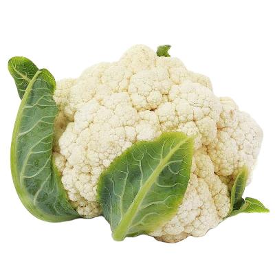 中国 Fresh good quality vegetable new season white cauliflower for sale, organic cauliflower with low price 販売のため
