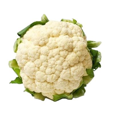 中国 New season top quality fresh fresh white cauliflower with competitive price 販売のため