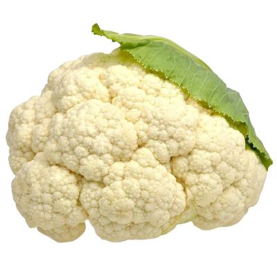 中国 New Fresh Crop Fresh White Cauliflower with Competitive Price for Sale,Premium Fresh Cauliflower Supplier 販売のため
