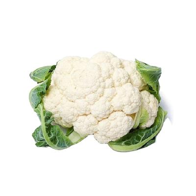中国 New Fresh Crop Fresh White Cauliflower With Cheap Price Hot Sale,Organic Fresh Cauliflower Exporter 販売のため