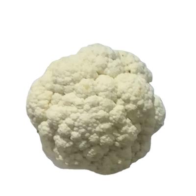 中国 Fresh White Cauliflower Chinese Bulk New Package High Quality Culture Fresh White Cauliflower 販売のため