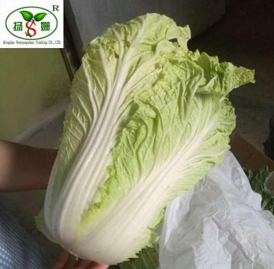 中国 Fresh Cabbage (HOT) Fresh Cabbage / Spring / Chinese Exporters 販売のため