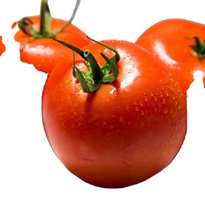 Chine Fresh fresh china tomato export à vendre