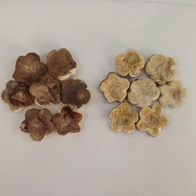 China Factory Price Brown Dried Shiitake Mushroom in Plum Blossom Shape for sale