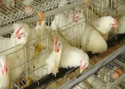 China Chicken cage for sale