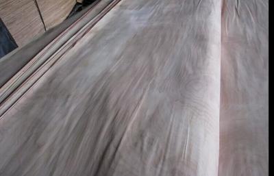 China Folheado de madeira do corte giratório natural do vidoeiro do corte uma categoria para a mobília à venda