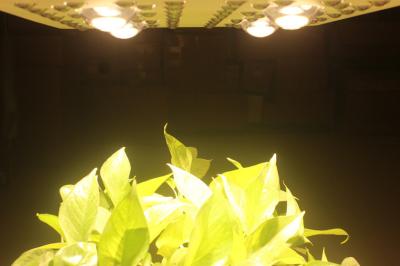 China 415W LED Grow Lights Full Spectrum Growing From Vegetate To Bloom , Grow Rooms / Tents for sale