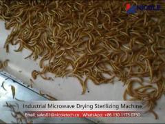 Electric Microwave Dryer Machine Continuous For Mealworm