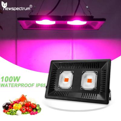 China AC 110V LED Cob Grow Lights Module For Hydroponic Outdoor Greenhouse for sale