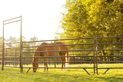 China Cerca portátil Panel Livestock Panels del caballo de Galvanized Cattle Yard de la cerca del corral en venta