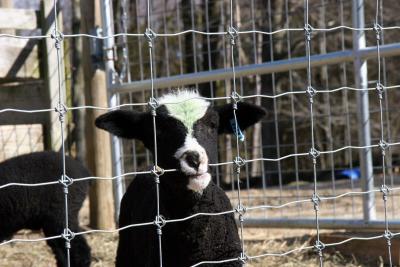 China el alto ganado de las ovejas del 1.2m fijado anuda al guardia Field Fence de la granja de la cerca los 50m el 100m en venta